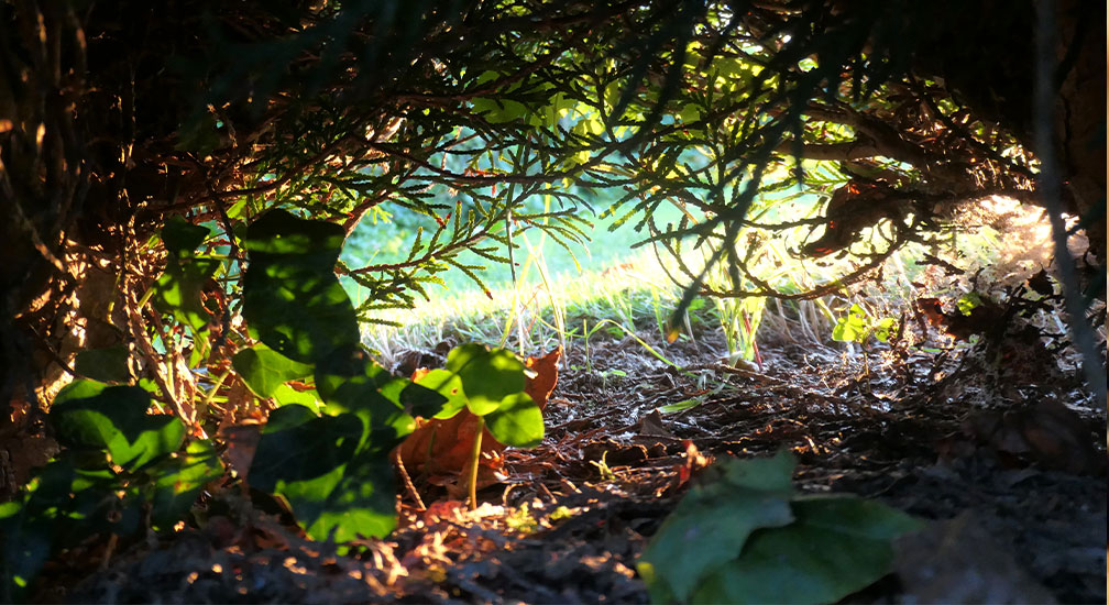 Creatief schrijven in de natuur met Dagaz Ria Spierts