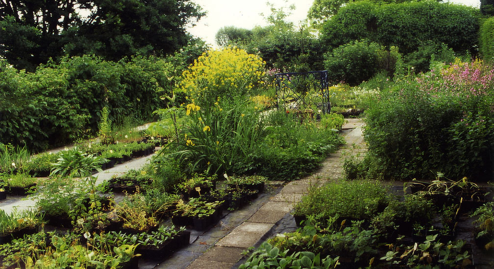 Uitleg wilde planten in je tuin Wilde planten kwekerij Cadier en Keer