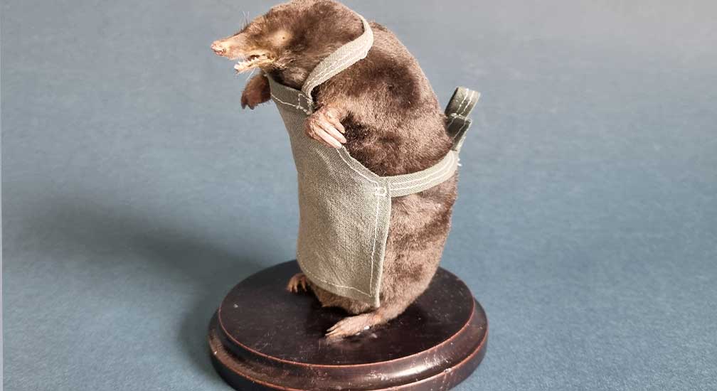 Els Rook Taxidermie en Kunst workshop mol preparen opzetten